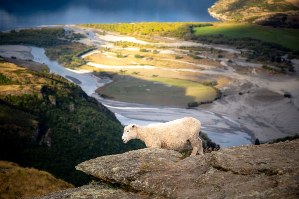 My 8 Favourite Day Hikes In Wanaka 23 Rocky Mountain Summit 1