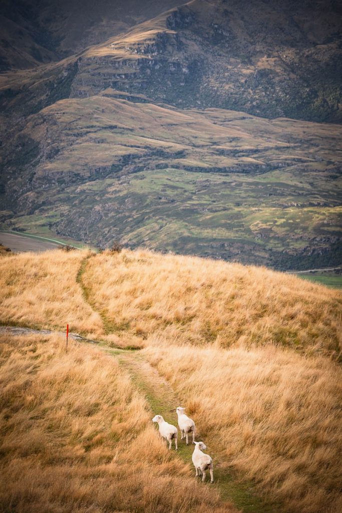 14 Best Day Hikes on the South Island of New Zealand 18 Rocky Mountain Summit 2