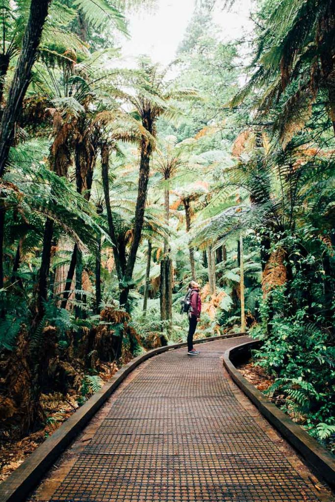 New Zealand's North and South Island: Two Week Self Drive Road Trip Itinerary 8 Rotorua Redwood Forest 1