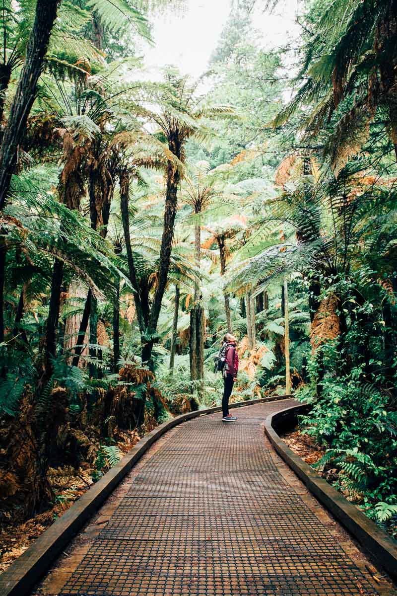 Rotorua Redwood Forest 1