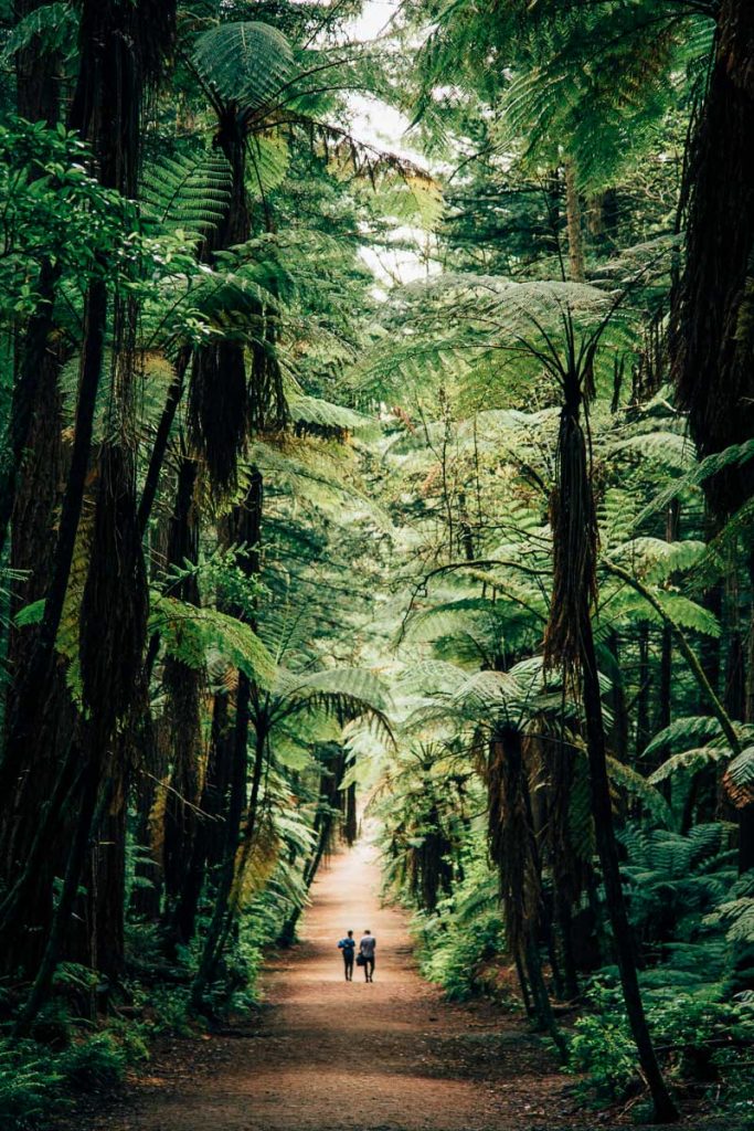 New Zealand's North and South Island: Two Week Self Drive Road Trip Itinerary 9 Rotorua Redwood Forest 2
