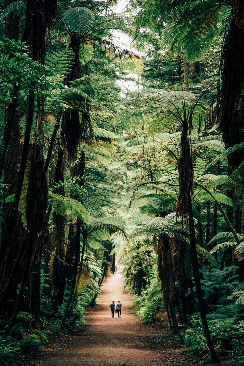Rotorua Redwood Forest 2