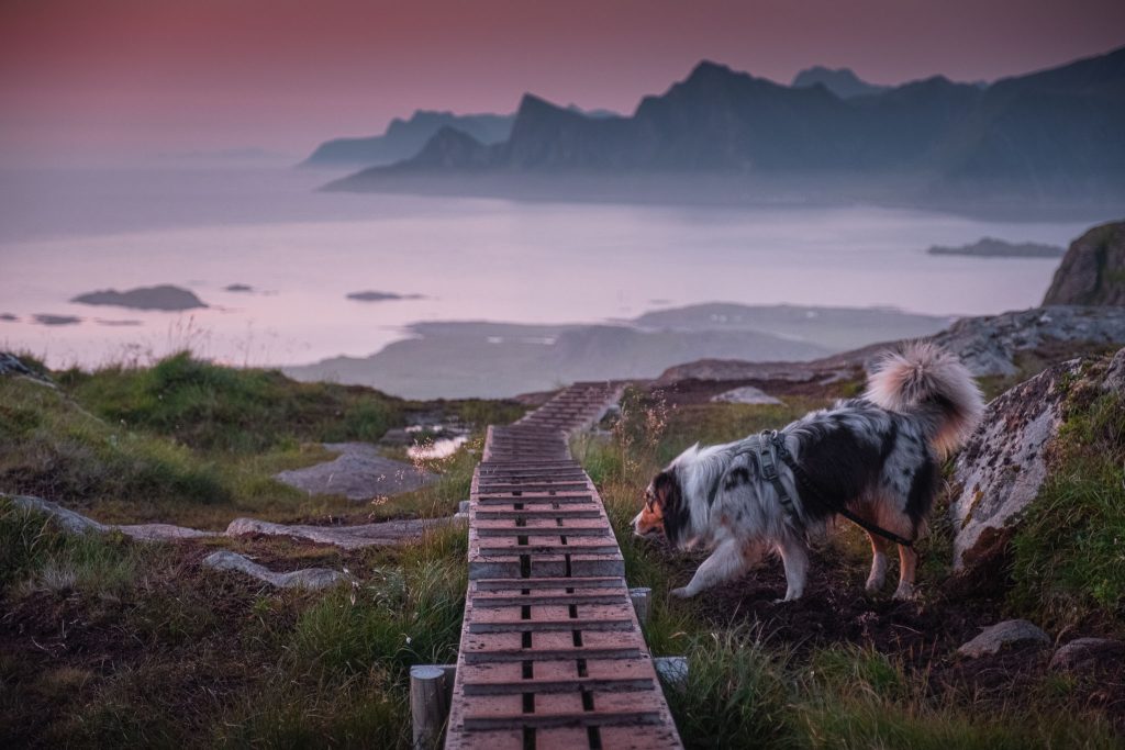 Ryten Hike Lofoten Islands 20