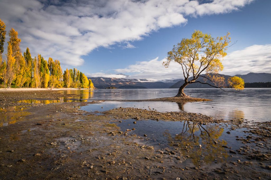 That Wanaka Tree 2