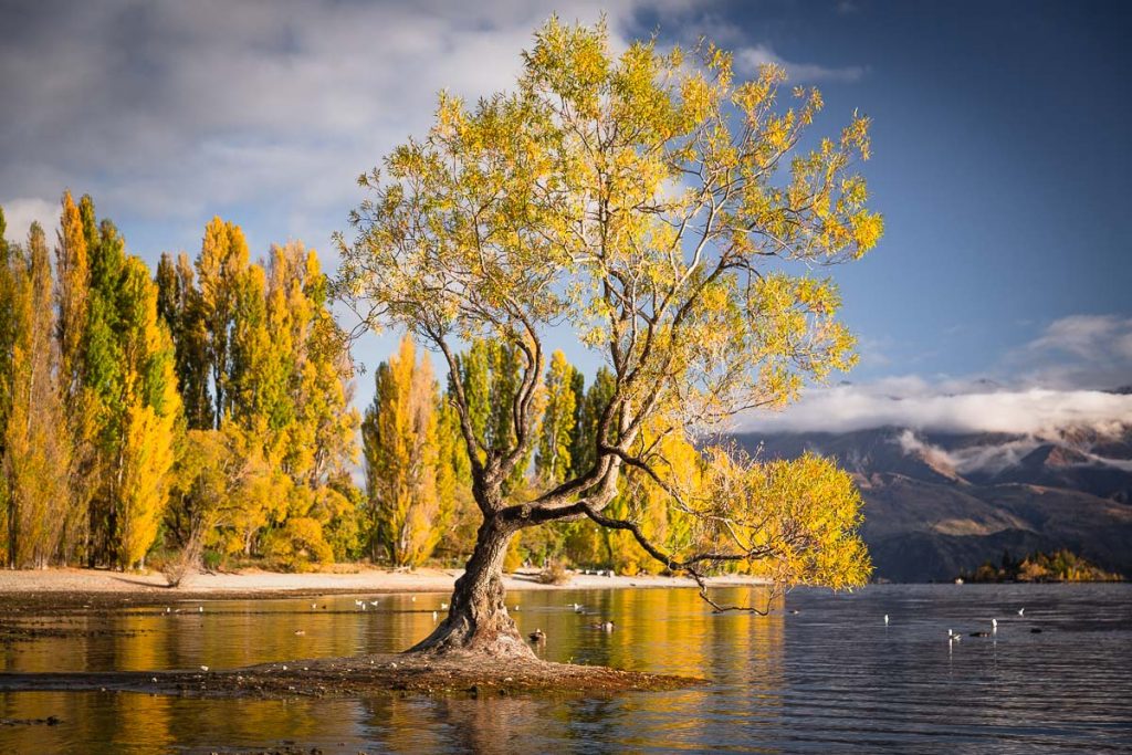 That Wanaka Tree 3