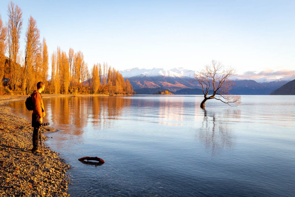 That Wanaka Tree 6