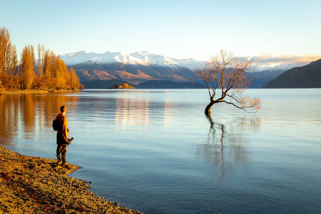 That Wanaka Tree 7