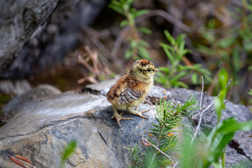 Tonquin Valley Jasper NationalPark 34