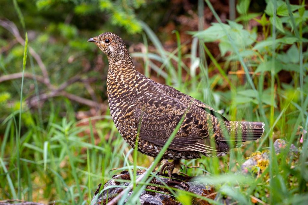 Tonquin Valley Jasper NationalPark 35