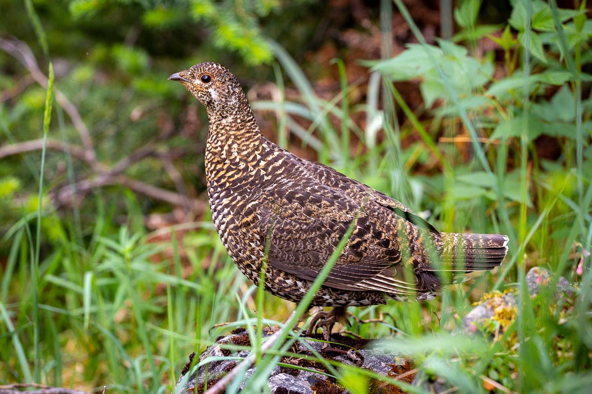 An Epic Backpacking Guide To Tonquin Valley Trail In Jasper National Park 25 Tonquin Valley Jasper NationalPark 35