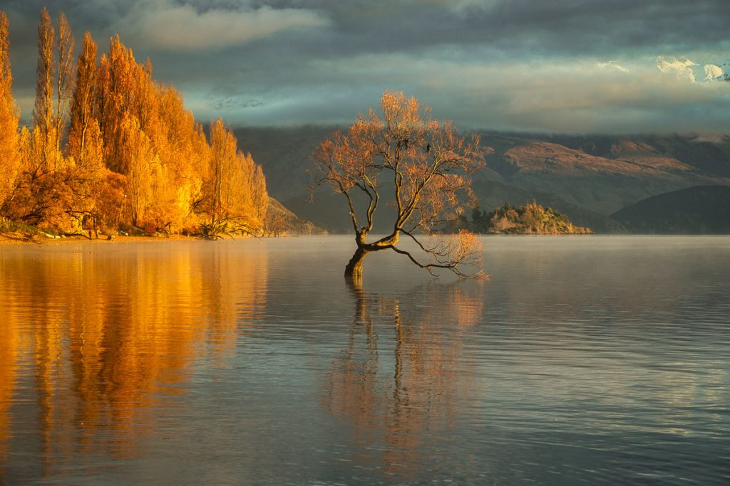 Wanaka Tree Fall