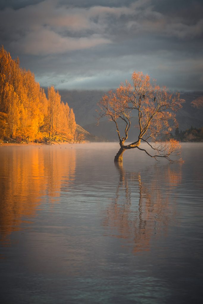 Wanaka Tree Fall 2