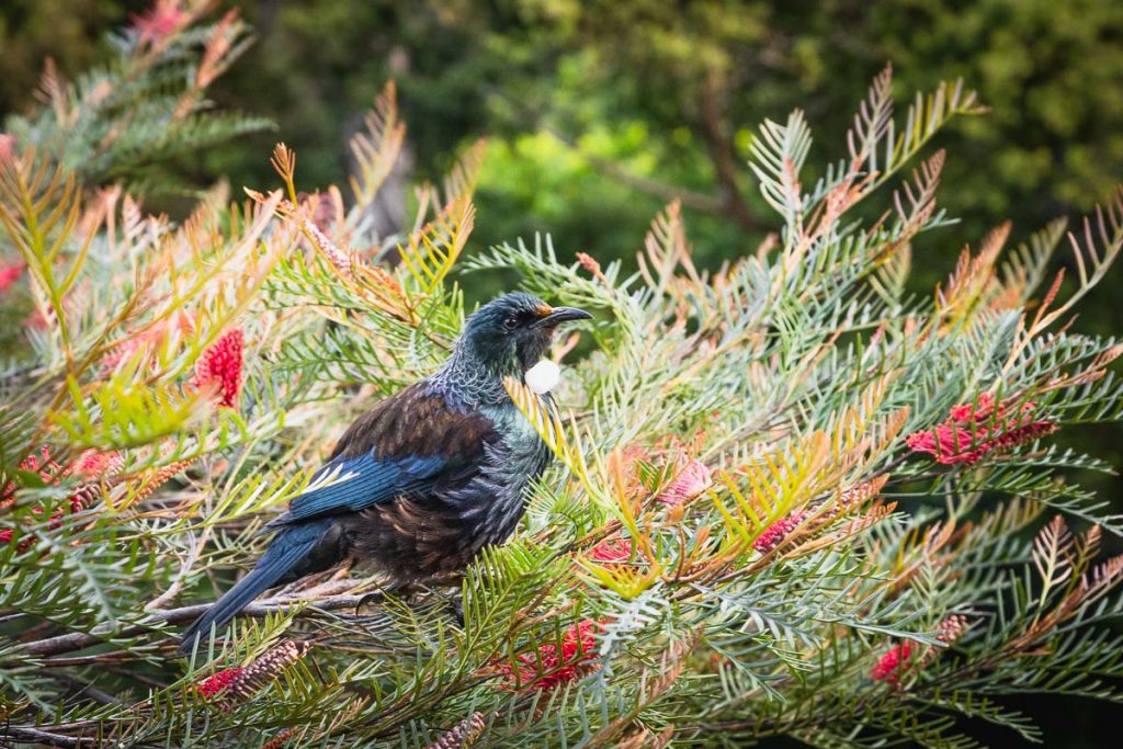 Wellington New Zealand 18