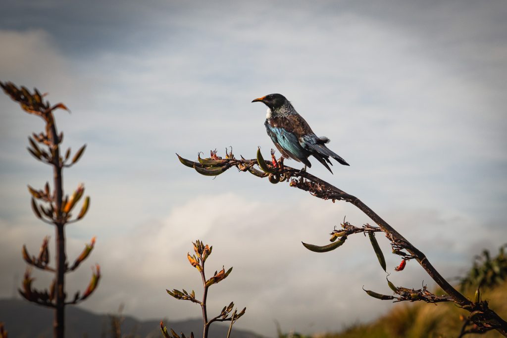 Wellington New Zealand 6