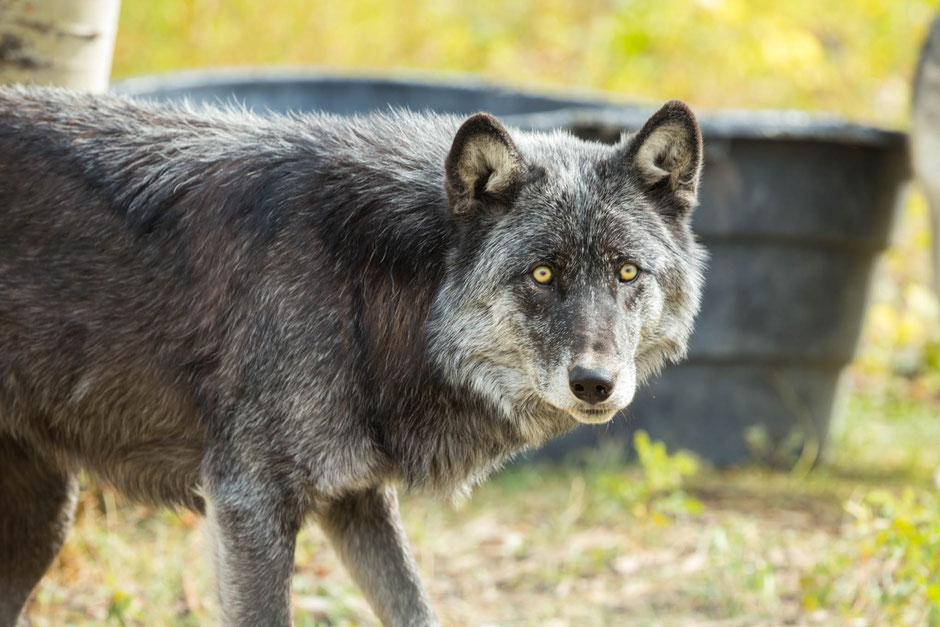 Vancouver to Calgary: An Epic Two Week Road Trip Guide through Canada's Finest Landscapes 37 Yamnuska Wolfdog