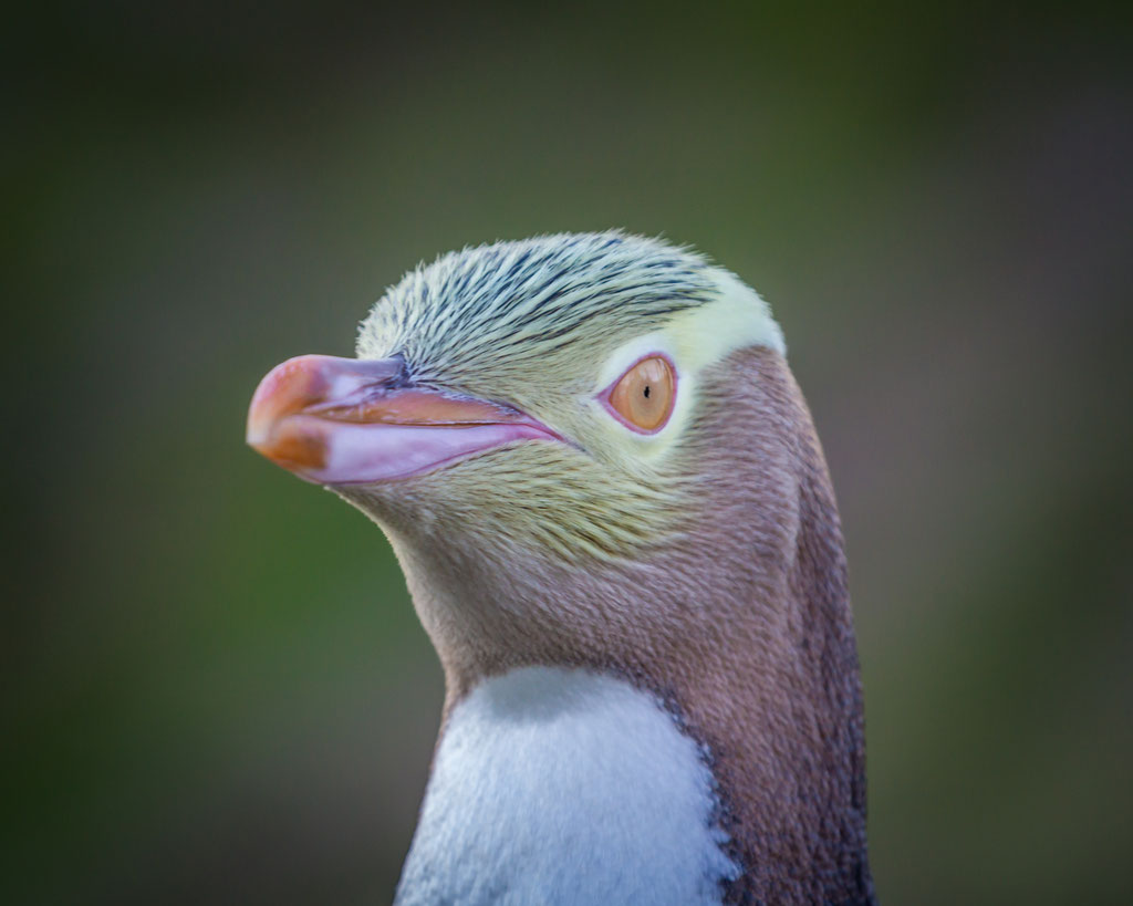 yellow eyed penguin close up 2