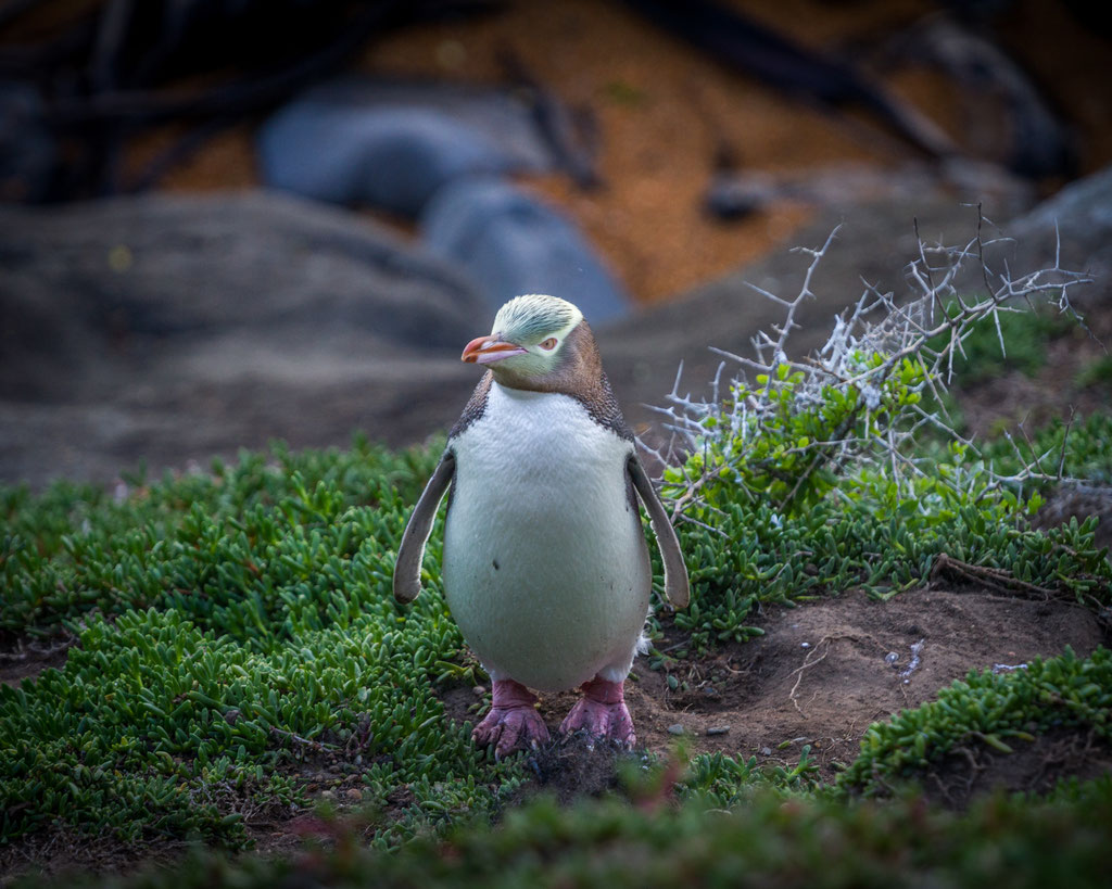 yellow eyed penguin close up