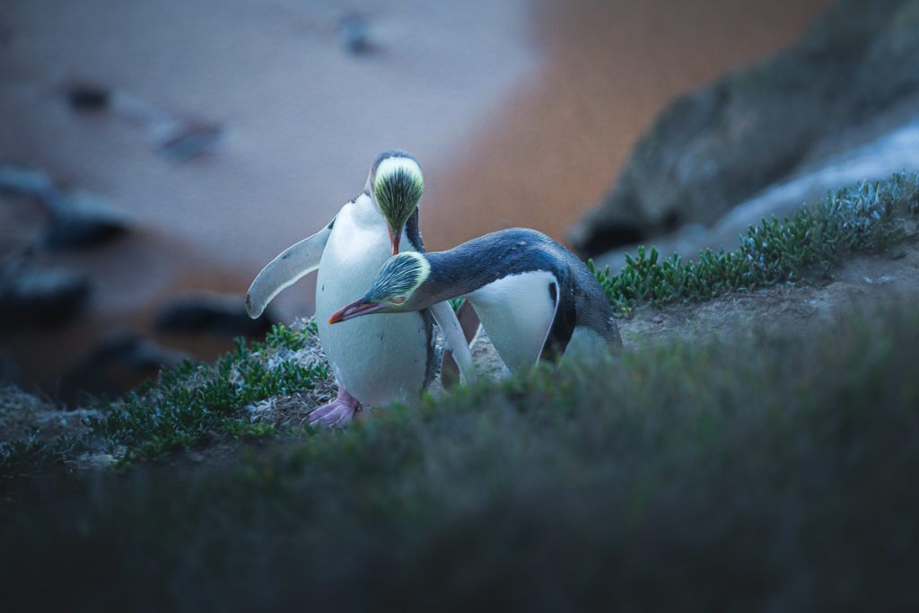 Yellow Eyed Penguins 2